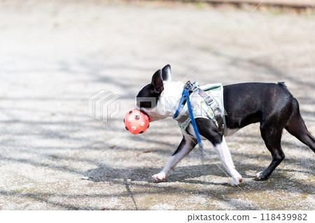 Boston Terrier, my beloved dog, playing in the park Boston Terrier, my beloved dog, playing in the park 118439982