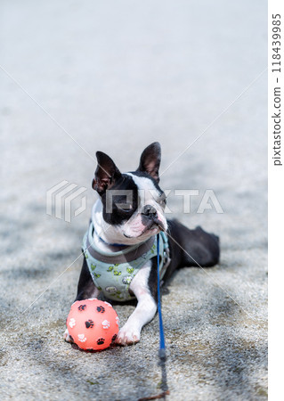 Boston Terrier, my beloved dog, playing in the park 118439985