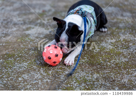 我的狗狗波士頓梗在公園玩耍 118439986