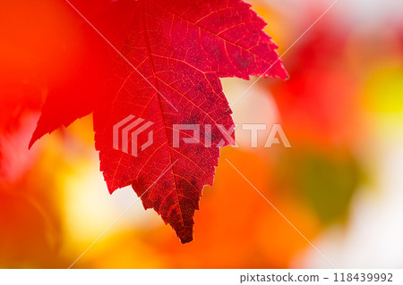 Autumn natural background. Yellow and red maple leaves are flying and falling down. Autumnal landscape. 118439992