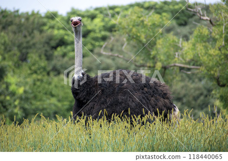 鴕鳥張著嘴凝視前方 118440065