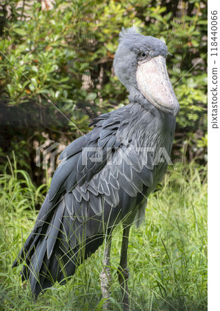 鯨頭鸛專注地凝視 118440066