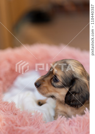 Kaninchen Dachshund puppy Kaninchen Dachshund puppy 118440387