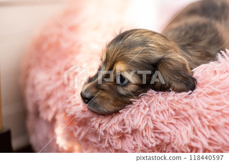 Kaninchen Dachshund puppy 118440597