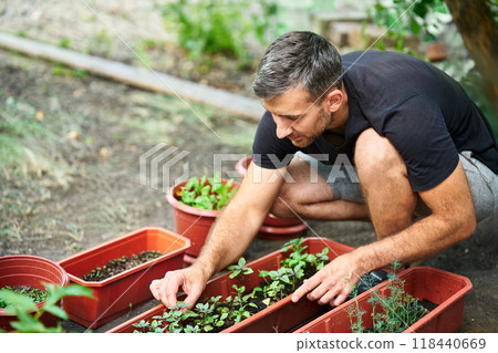 Gardener harvesting microgreens 118440669