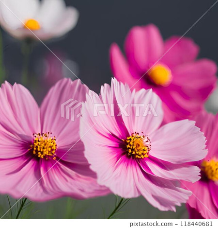 Landscape with cosmos flower 118440681