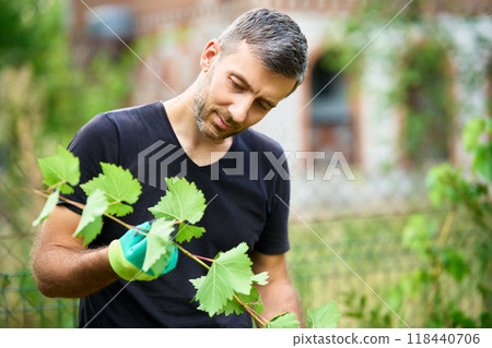 Handsome male winegrower working in his vineyard 118440706