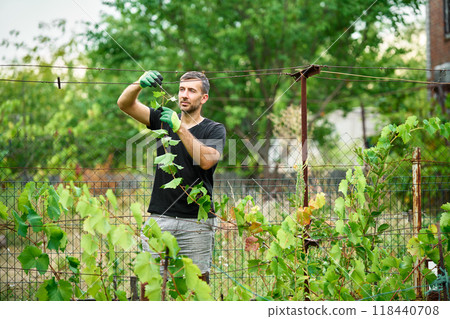 Handsome male winegrower working in his vineyard 118440708