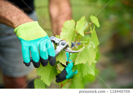 Male gardener prune grape vines in vineyard Male gardener prune grape vines in vineyard 118440709