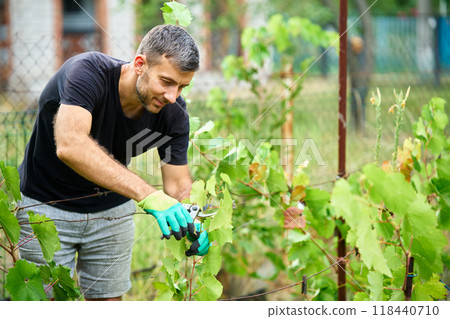 Male gardener prune grape vines in vineyard Male gardener prune grape vines in vineyard 118440710