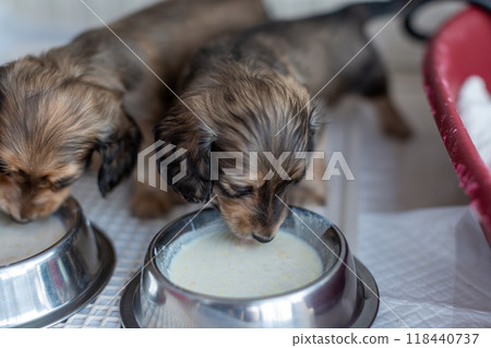 Kaninchen Dachshund puppy drinking milk Kaninchen Dachshund puppy drinking milk 118440737