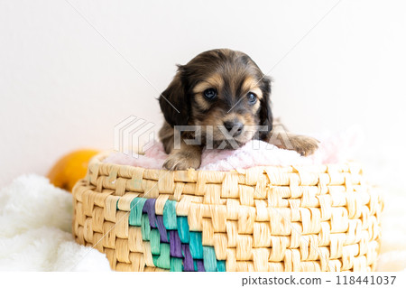 kaninhen 臘腸犬 小狗 118441037