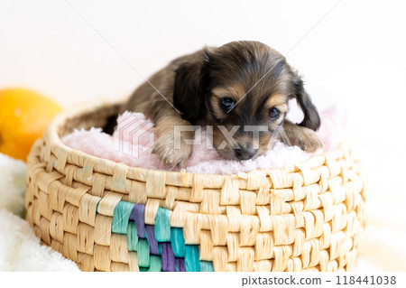 kaninhen 臘腸犬 小狗 118441038