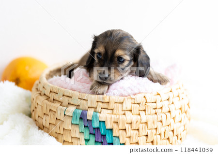 Kaninchen Dachshund puppy 118441039