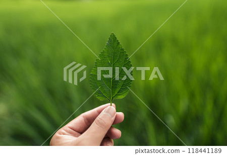 Hand holding fresh green leaves, preserving nature Hand holding fresh green leaves, preserving nature 118441189