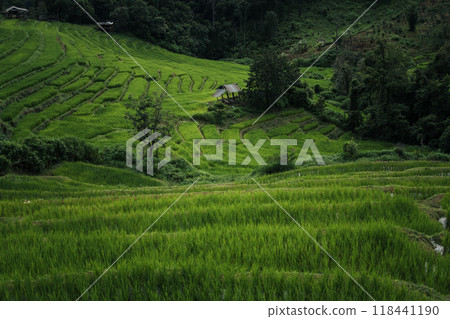 Dark green rice field landscape on a rainy day 118441190