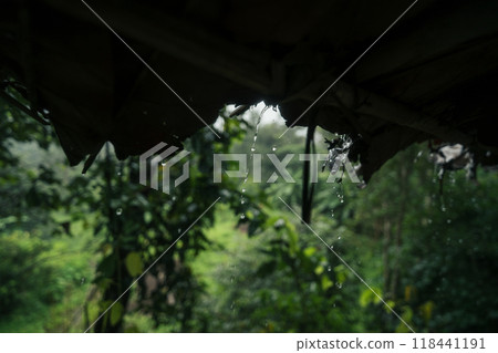 Rain falls from the roof of leaves into the rice fields. Rain falls from the roof of leaves into the rice fields. 118441191