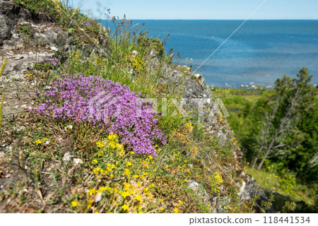 Uugu bluff or cliff on the Muhu Island in Estonia, located by the and near the island of Saaremaa Uugu bluff or cliff on the Muhu Island in Estonia, located by the and near the island of Saaremaa 118441534
