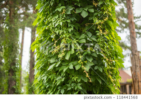 Green leaves of wild grapes on a vine twining around trees Green leaves of wild grapes on a vine twining around trees 118441568