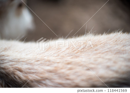 Goat wool close up. A detailed close-up shot of goat fur Goat wool close up. A detailed close-up shot of goat fur 118441569