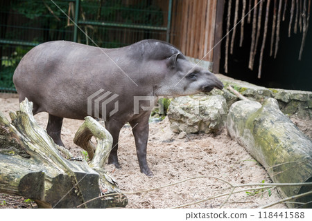 Tapir. Wild animal plain tapir , in zoo 118441588