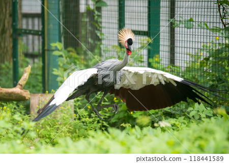 African grey crown crane flies with wings spread 118441589