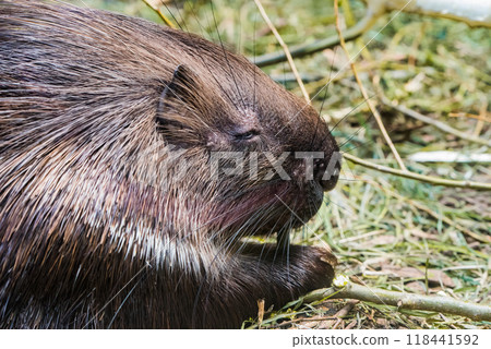 Eating white-tailed porcupine. Close-up of animal eating Eating white-tailed porcupine. Close-up of animal eating 118441592