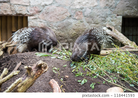 Cape porcupine or South African porcupine in a zoo with white spines Cape porcupine or South African porcupine in a zoo with white spines 118441593