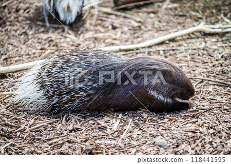 Cape porcupine or South African porcupine in a zoo with white spines Cape porcupine or South African porcupine in a zoo with white spines 118441595