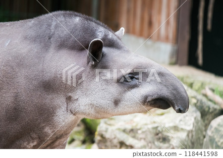 Tapir. Wild animal plain tapir close up, in zoo Tapir. Wild animal plain tapir close up, in zoo 118441598