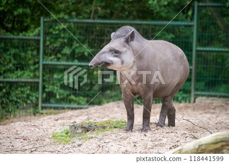 Tapir. Wild animal plain tapir , in zoo 118441599