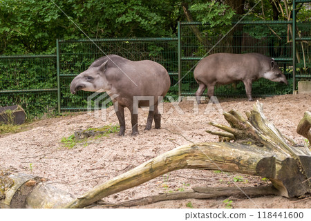 Tapir. Wild animal plain tapir , in zoo 118441600