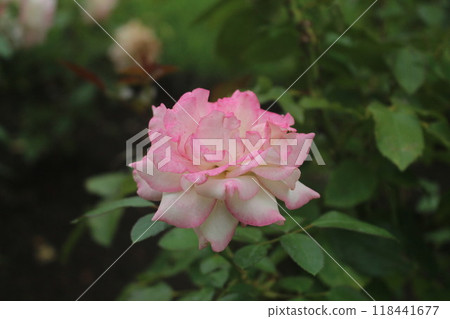 Roses (honoka) Roses (honoka) 118441677