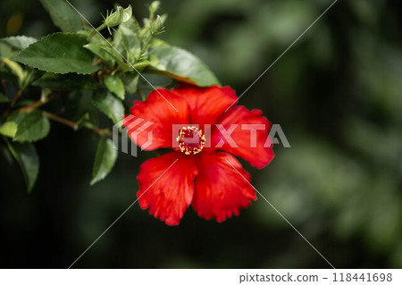 Red hibiscus flower Red hibiscus flower 118441698