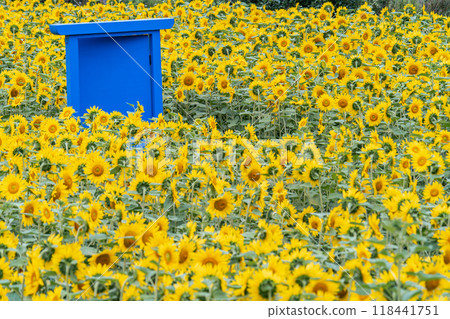 一扇似乎通往某處的門 118441751