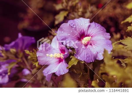 Beautiful hibiscus bush with blue flowers in the garden Beautiful hibiscus bush with blue flowers in the garden 118441891