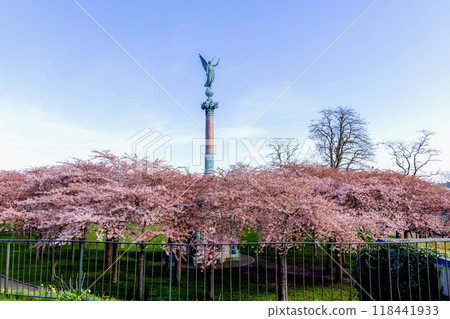 Cherry Blossom in Langelinie park on a beautiful spring day. Sakura festival in Copenhagen Cherry Blossom in Langelinie park on a beautiful spring day. Sakura festival in Copenhagen 118441933