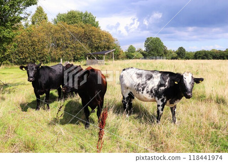 Black and white cows in the meadow eat grass 118441974