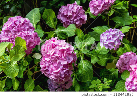 Background with a beautiful flowering bush with hydrangea flowers Background with a beautiful flowering bush with hydrangea flowers 118441985