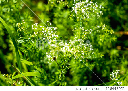 Beautiful wild flowers on a green meadow. 118442051