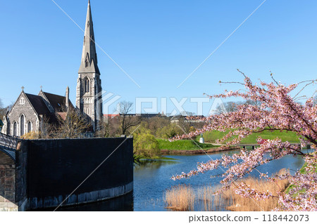 Cherry Blossom in Langelinie park on a beautiful spring day. Sakura festival in Copenhagen Cherry Blossom in Langelinie park on a beautiful spring day. Sakura festival in Copenhagen 118442073