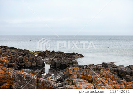 Rocky seashore. Stones covered with yellow and green moss and cloudy sky. 118442081