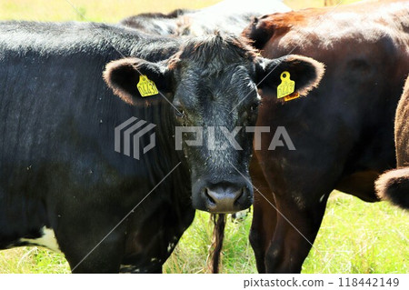 Cows in the meadow eat grass on a sunny day. 118442149