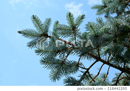 科羅拉多雲杉(松科,雲杉屬)常綠針葉樹 科羅拉多雲杉(松科,雲杉屬)常綠針葉樹 118442205