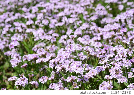 Verbena rigida polaris (Verbenaceae) flowers in full bloom 118442378