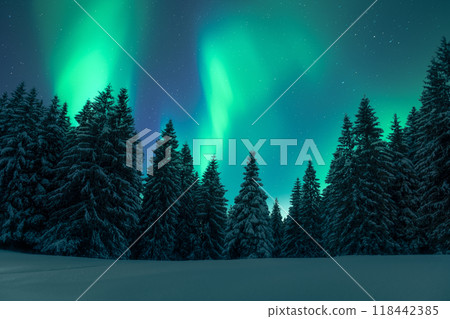 Northern lights in winter forest 118442385