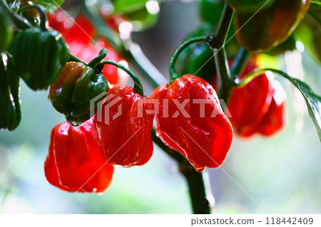 Ripened red habanero peppers growing on a bush Ripened red habanero peppers growing on a bush 118442409