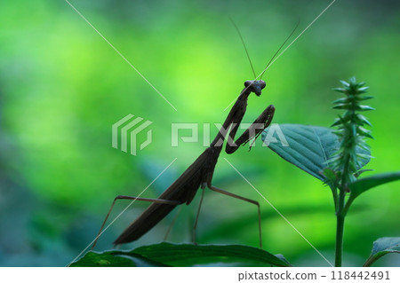 Mantis deciding a pose looking at the camera 118442491