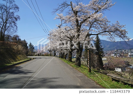 從仙國街道(鹽路)眺望盛開的櫻花和北阿爾卑斯山,大町市市民森林附近的田園風光 從仙國街道(鹽路)眺望盛開的櫻花和北阿爾卑斯山,大町市市民森林附近的田園風光 118443379