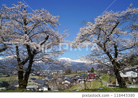 從仙國街道（鹽路）眺望盛開的櫻花和北阿爾卑斯山，大町市市民森林附近的田園風光 118443380